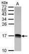 NADH:Ubiquinone Oxidoreductase Subunit B4 antibody, GTX111026, GeneTex, Western Blot image 