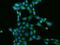 WWC1 antibody, 204227-T02, Sino Biological, Immunohistochemistry frozen image 