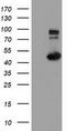 Intraflagellar Transport 57 antibody, LS-C114967, Lifespan Biosciences, Western Blot image 