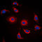 FMR1 Autosomal Homolog 2 antibody, LS-C353172, Lifespan Biosciences, Immunofluorescence image 