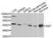 Aminomethyltransferase antibody, A9926, ABclonal Technology, Western Blot image 