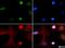 Histone Cluster 4 H4 antibody, NB21-2024, Novus Biologicals, Immunocytochemistry image 
