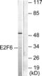 E2F Transcription Factor 6 antibody, LS-B8383, Lifespan Biosciences, Western Blot image 