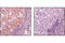 Cell Division Cycle 25C antibody, 4901S, Cell Signaling Technology, Immunohistochemistry paraffin image 