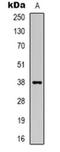 DnaJ Heat Shock Protein Family (Hsp40) Member B4 antibody, orb318983, Biorbyt, Western Blot image 