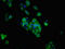 PRP antibody, LS-C670633, Lifespan Biosciences, Immunofluorescence image 