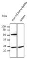 Mel antibody, LS-B9782, Lifespan Biosciences, Western Blot image 