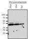 P1 protease antibody, NBP2-29909, Novus Biologicals, Western Blot image 