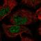 Endogenous Bornavirus Like Nucleoprotein 2 antibody, HPA062510, Atlas Antibodies, Immunofluorescence image 