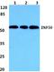 Zinc Finger And SCAN Domain Containing 22 antibody, A14735-1, Boster Biological Technology, Western Blot image 