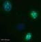 KI-67 antibody, ab8191, Abcam, Immunofluorescence image 