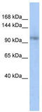 Transcription Elongation Regulator 1 antibody, TA331184, Origene, Western Blot image 