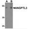 Angiopoietin-related protein 3 antibody, TA349065, Origene, Western Blot image 