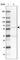 OMA1 Zinc Metallopeptidase antibody, HPA055120, Atlas Antibodies, Western Blot image 