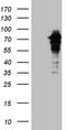 Zinc Finger Protein 449 antibody, TA808599S, Origene, Western Blot image 