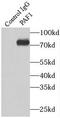 RNA polymerase II-associated factor 1 homolog antibody, FNab06106, FineTest, Immunoprecipitation image 