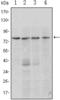PR/SET Domain 1 antibody, AM06417SU-N, Origene, Western Blot image 
