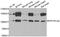 Mbs antibody, abx005139, Abbexa, Western Blot image 