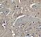 Neuronal Pentraxin 2 antibody, 4573, ProSci, Immunohistochemistry frozen image 