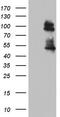 GLI Family Zinc Finger 1 antibody, CF803811, Origene, Western Blot image 
