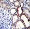 Protein naked cuticle homolog 2 antibody, LS-C164889, Lifespan Biosciences, Immunohistochemistry paraffin image 