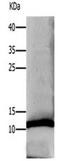 Neutrophil defensin 1 antibody, orb107497, Biorbyt, Western Blot image 