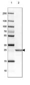 Phosphoglycerate Mutase 2 antibody, NBP2-38889, Novus Biologicals, Western Blot image 