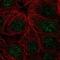 Zinc Finger Protein 425 antibody, NBP2-13572, Novus Biologicals, Immunofluorescence image 
