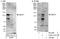 Nuclear Factor Of Activated T Cells 2 antibody, A303-131A, Bethyl Labs, Immunoprecipitation image 