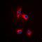 Mitochondrial Ribosomal Protein L19 antibody, orb215144, Biorbyt, Immunofluorescence image 
