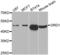 D(1A) dopamine receptor antibody, LS-C332275, Lifespan Biosciences, Western Blot image 