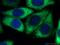 Ribosomal Protein L3 antibody, 11005-1-AP, Proteintech Group, Immunofluorescence image 
