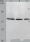 Peroxisomal acyl-coenzyme A oxidase 1 antibody, TA324047, Origene, Western Blot image 