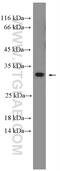 Receptor expression-enhancing protein 4 antibody, 26650-1-AP, Proteintech Group, Western Blot image 