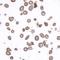 CD45RO antibody, A500-020A, Bethyl Labs, Immunocytochemistry image 