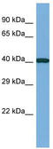 Cas Scaffold Protein Family Member 4 antibody, TA344794, Origene, Western Blot image 