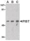 Golgi-associated PDZ and coiled-coil motif-containing protein antibody, LS-C19545, Lifespan Biosciences, Western Blot image 