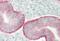 Plexin-A4 antibody, orb376130, Biorbyt, Immunohistochemistry paraffin image 