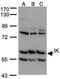 IK Cytokine antibody, NBP1-30927, Novus Biologicals, Western Blot image 