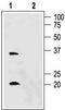 Aquaporin 6 antibody, TA329018, Origene, Western Blot image 