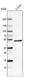Procollagen C-proteinase enhancer 1 antibody, NBP2-76506, Novus Biologicals, Western Blot image 