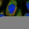 E3 ubiquitin-protein ligase TRAF7 antibody, HPA041229, Atlas Antibodies, Immunocytochemistry image 