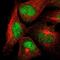 DNA Polymerase Mu antibody, NBP2-57664, Novus Biologicals, Immunofluorescence image 