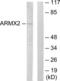 Armadillo Repeat Containing X-Linked 2 antibody, LS-C119114, Lifespan Biosciences, Western Blot image 