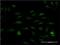 SUB1 Regulator Of Transcription antibody, H00010923-M11, Novus Biologicals, Immunofluorescence image 