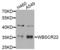 BUD23 RRNA Methyltransferase And Ribosome Maturation Factor antibody, LS-C346359, Lifespan Biosciences, Western Blot image 