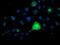 Fibroblast growth factor receptor 2 antibody, NBP2-00932, Novus Biologicals, Immunocytochemistry image 