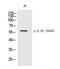 Erythrocyte Membrane Protein Band 4.1 antibody, PA5-40232, Invitrogen Antibodies, Western Blot image 