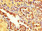 Moesin antibody, CSB-PA01189A0Rb, Cusabio, Immunohistochemistry frozen image 