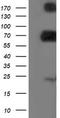 Dipeptidyl Peptidase 3 antibody, TA503244S, Origene, Western Blot image 